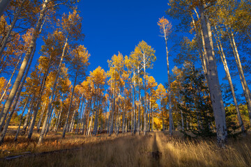 Aspen trees and autumn landscape with blue sky in Flagstaff, Arizona