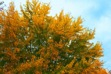 autumn maple in the Park close-up. background with a maple tree in autumn. autumn background with trees.