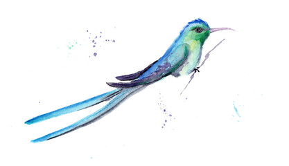 watercolor drawing of a bird - a hummingbird © Toshka