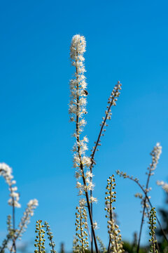 Actaea simplex 'Pritchard's Giant' a summer autumn fall clump forming white flower plant commonly known as baneberry or bugbane