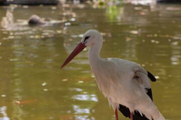 White stork in the water.