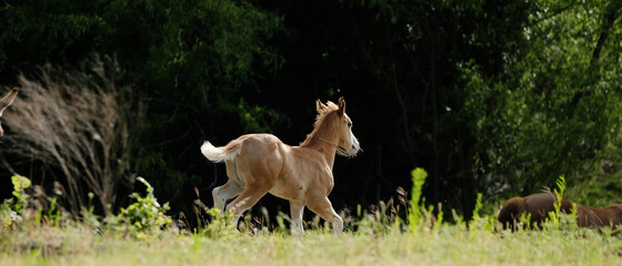 Obraz na płótnie Canvas Foal horse running through summer field.