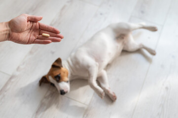 Close-up of a female hand with a pill and a sick dog jack russell terrier lies on the wooden floor