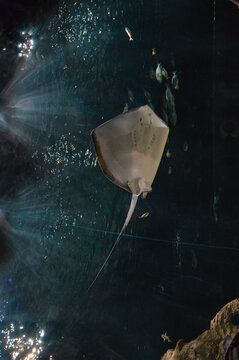 Raya / Mantarraya en el agua de un acuario