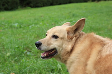 Cute dog in the green grass.
dog's head
