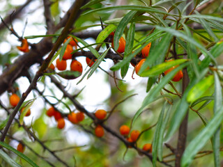 sea buckthorn ripens in autumn on a tree in the garden