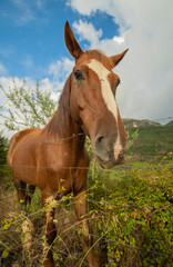 Naklejka na ściany i meble beautiful chestnut horse in the pasture