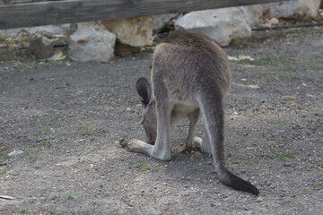 Kangaroo in the zoo.