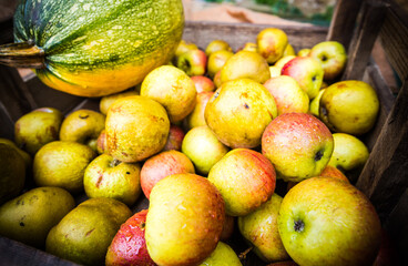 Crate of windfall apples at Christmas.