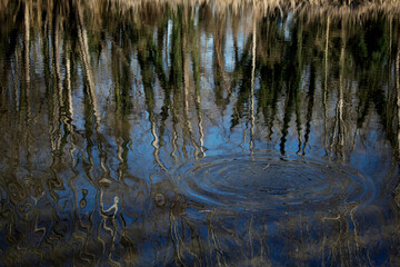 Fototapeta na wymiar A ripple in a pond