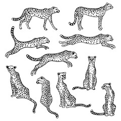 10 black and white vector cheetahs
