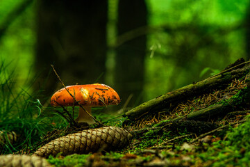 Natur
