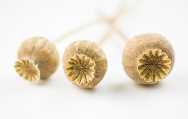 Dry poppy heads. Three dry poppy heads on a white background.