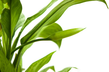 green leaf isolated on white