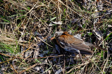 A dead bird lies on the grass. Dead animal.