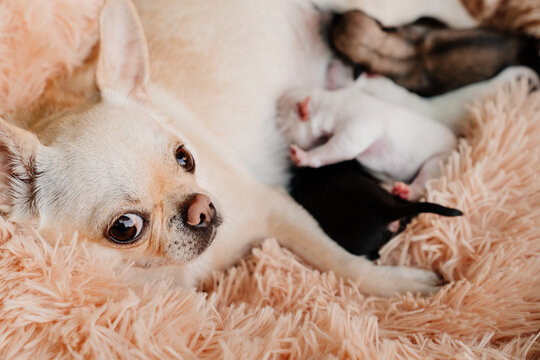 mom Chihuahua feed newborn puppies breast milk. breeding purebred dogs. miniature Pets. cute animals.