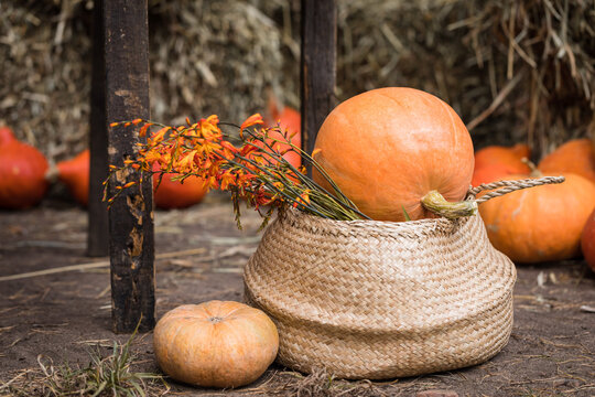 Colorful squashes and pumpkins in the basket on the ground with the hay stacks, selective focus