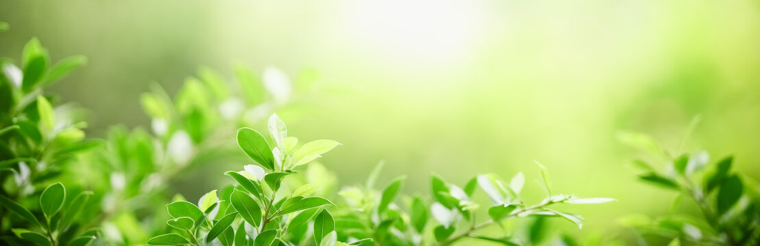 Fototapeta Closeup beautiful attractive nature view of green leaf on blurred greenery background in garden with copy space using as background natural green plants landscape, ecology, fresh cover page concept.