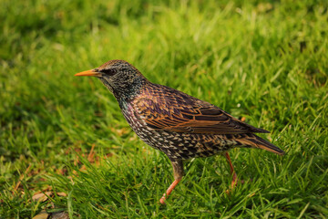 A starling in a meadow