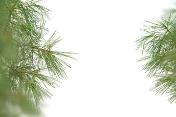 Obraz premium Evergreen tree branches isolated on white background