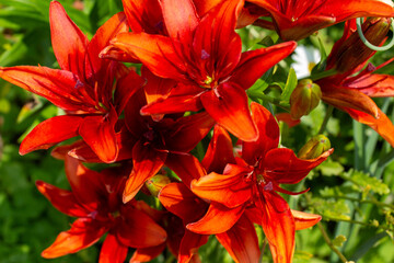 Speckled red flowers of lilies,  Perennial flower bed with red daylilies, Red lily