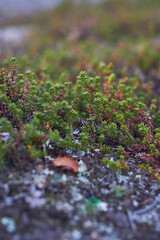 moss on the stone