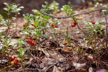 Fruit-bearing cranberry bushes in the August forest