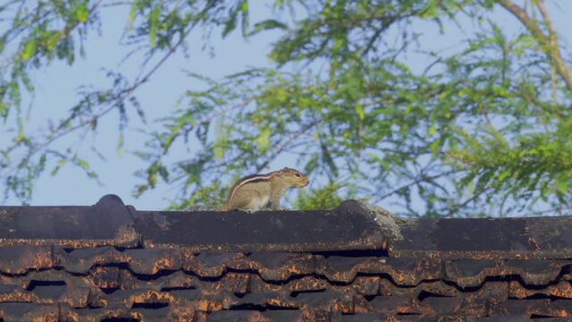 Squrrel on roof top blue skyscratching