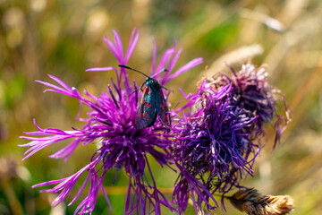 Six spot burnet feeding on a knapweed blooming flower, black and red bug sitting on a. plant on a sunny day. British meadows wildlife, polinators in UK, wild flower accessibility crisis in Britain