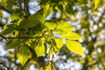 Twigs of maple with young green carved leaves and seeds in spring on a blue sky background in a park