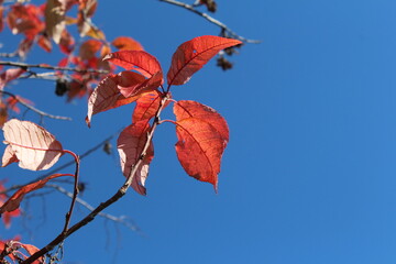 autumn leaves against sky