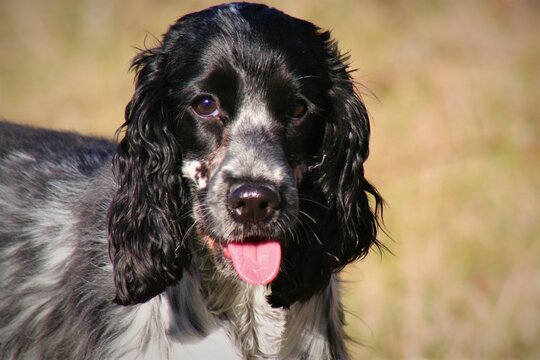 369 Best Cocker Spaniel Anglais Images Stock Photos Vectors Adobe Stock 369 Best Cocker Spaniel Anglais Images Stock Photos Vectors Adobe Stock