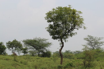 tree in the forest with curvy stem