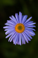 Obraz premium purple flower in the garden