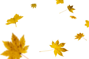 Bright autumn falling leaves on white background