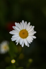 Obraz premium daisy flower close up