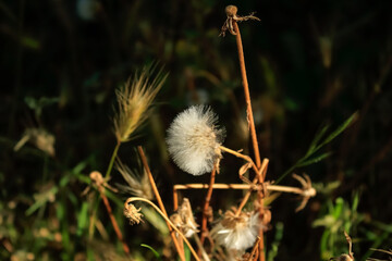 Dry dandelion