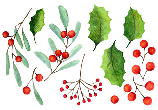 Set of bright watercolor mistletoe and holly berry illustrations. Collection of watercolour Christmas tree branches, leaves and berries for New Year greeting cards and banner decor