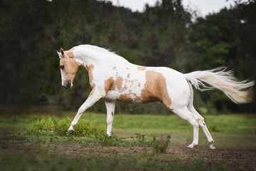 Fototapeta na wymiar American Quarter horse showing off in the green field 