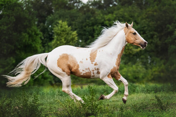 American Quarter horse cantering through his field with flowing manes and tail