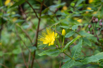 Closeup of yellow flower of St John`s Wort growing in a garden.