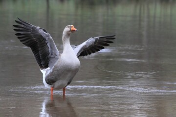 Règne animalier