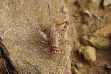 Cricket (Gryllomorpha longicauda merobricensis)