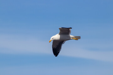 Gaviota posando