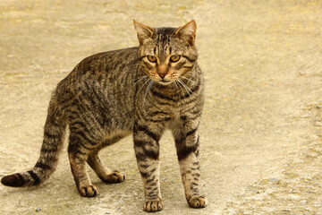 Domestic cat on the street