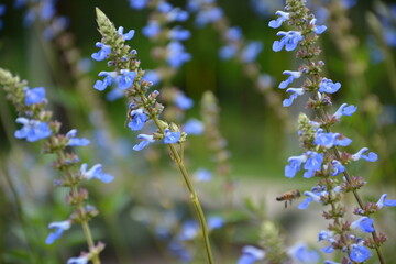 Salbei und Bienen