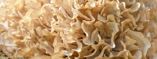 Detail Makro Nahaufnahme von krause Glucke / fette Henne ( Sparassis crispa ) - Pilz Textur Banner...