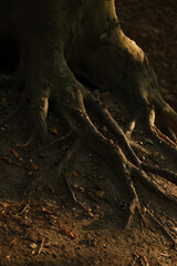 tree trunk in the cave