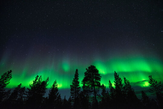Aurora Borealis, Northern Lights, above boreal forest