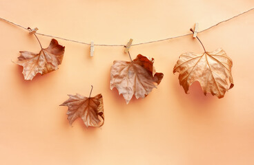 Creative autumn image. Gold maple falling leaves hung with clothespins on the rope. Pastel colors. Space for text. - obrazy, fototapety, plakaty